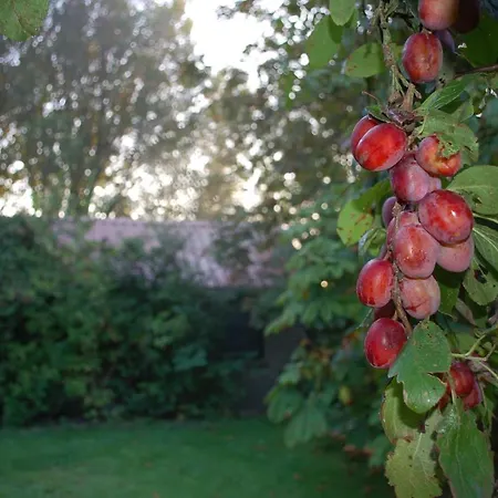 Nova Bed & Breakfast Hippolytushoef