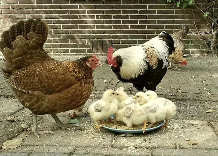 Bed & Breakfast Nova