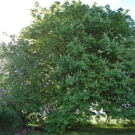 Nova Alojamento de Acomodação e Pequeno-almoço