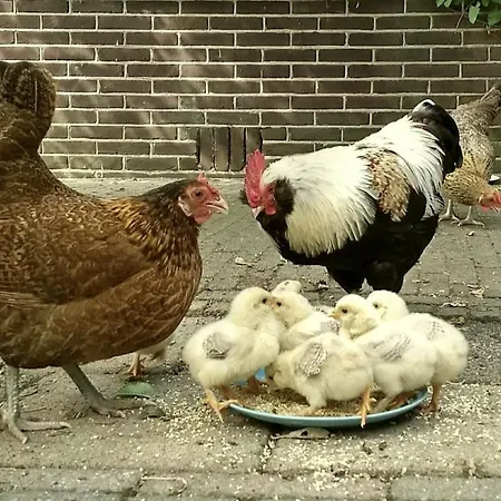 Alojamento de Acomodação e Pequeno-almoço Nova